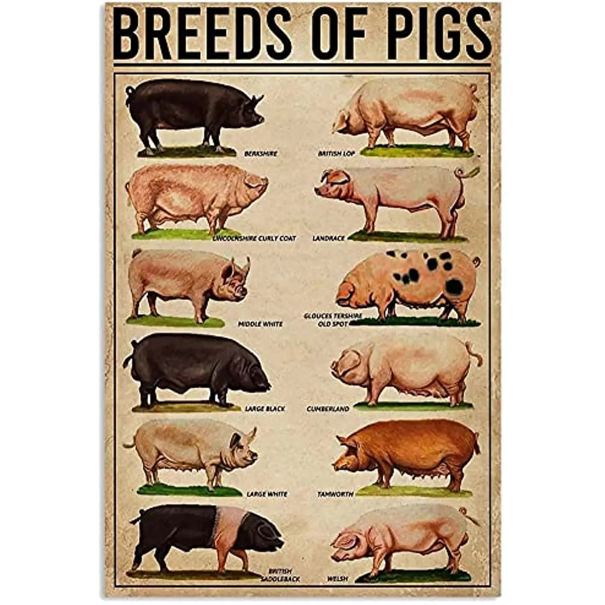 Breeds of Pigs Retro Vintage Metal Tin Sign – Farmhouse Country Wall Decor